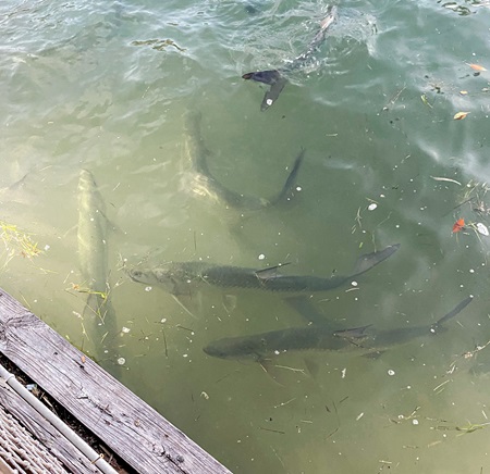 Fish in the Water in Islamorada Florida