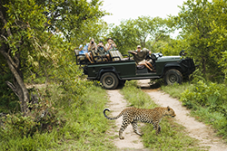 Vehicle driving past a cheetah on a safari